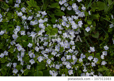 Summer background with blue flowers veronica chamaedrys. Blue flower bloom on green grass, spring background Summer background with blue flowers veronica chamaedrys. Blue flower bloom on green grass, spring background 107311083