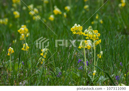 Yellow Primula veris cowslip, common cowslip, cowslip primrose on soft green background.Selective focus Yellow Primula veris cowslip, common cowslip, cowslip primrose on soft green background.Selective focus 107311090