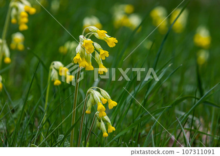 Yellow Primula veris cowslip, common cowslip, cowslip primrose on soft green background.Selective focus Yellow Primula veris cowslip, common cowslip, cowslip primrose on soft green background.Selective focus 107311091