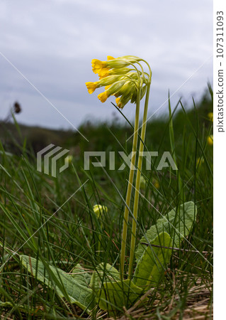 Yellow Primula veris cowslip, common cowslip, cowslip primrose on soft green background.Selective focus Yellow Primula veris cowslip, common cowslip, cowslip primrose on soft green background.Selective focus 107311093