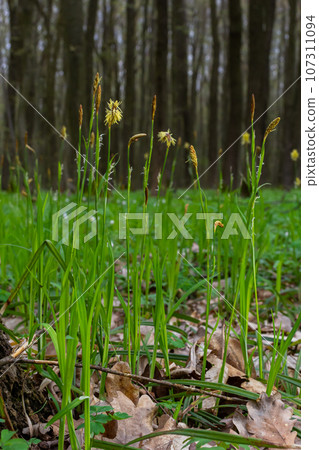 Sedge hairy blossoming in the nature in the spring.Carex pilosa. Cyperaceae Family Sedge hairy blossoming in the nature in the spring.Carex pilosa. Cyperaceae Family 107311094