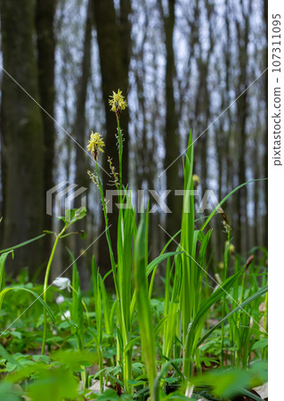 Sedge hairy blossoming in the nature in the spring.Carex pilosa. Cyperaceae Family Sedge hairy blossoming in the nature in the spring.Carex pilosa. Cyperaceae Family 107311095