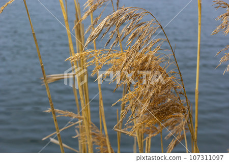 Common reed Phragmites australis. Thickets of fluffy dry trunks of common reed against the background of lake water. Up close Nature concept for design 107311097