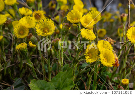 Coltsfoot or foalfoot medicinal wild herb. Farfara Tussilago plant growing in the field. Young flower used as medication ingredients. Meadow spring blooming grass. Group of beautiful yellow flowers Coltsfoot or foalfoot medicinal wild herb. Farfara Tussilago plant growing in the field. Young flower used as medication ingredients. Meadow spring blooming grass. Group of beautiful yellow flowers 107311098