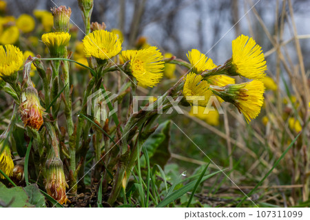 Coltsfoot or foalfoot medicinal wild herb. Farfara Tussilago plant growing in the field. Young flower used as medication ingredients. Meadow spring blooming grass. Group of beautiful yellow flowers Coltsfoot or foalfoot medicinal wild herb. Farfara Tussilago plant growing in the field. Young flower used as medication ingredients. Meadow spring blooming grass. Group of beautiful yellow flowers 107311099