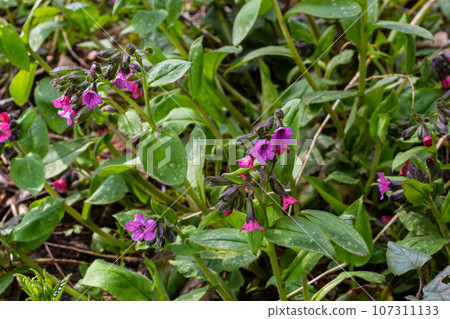 Pulmonaria, lungwort flowers of different shades of violet in one inflorescence. Honey plant of Ukraine. The first spring flowers. Pulmonaria officinalis. Pulmonaria officinalis bloom 107311133
