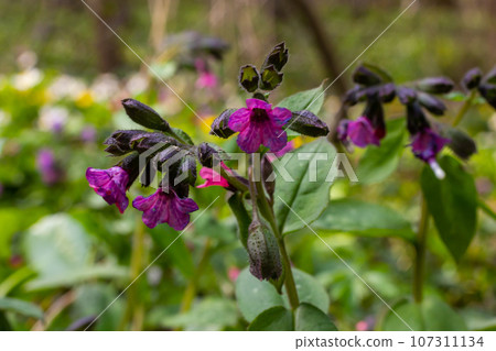 Close-up of blooming flowers Pulmonaria mollis in sunny spring day, selective focus .closeup detail of meadow flower - wild healing herb - Pulmonaria mollis 107311134