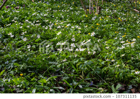 The many white wild flowers in spring forest. Blossom beauty, nature, natural. Sunny summer day, green grass in park. Anemonoides nemorosa 107311135