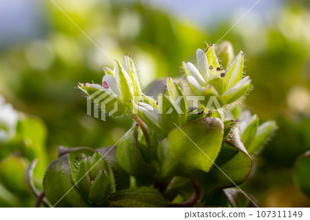 In the spring, Stellaria media grows in the wild. A herbaceous plant that often grows in gardens as a weed. Small white flowers on fleshy green stems In the spring, Stellaria media grows in the wild. A herbaceous plant that often grows in gardens as a weed. Small white flowers on fleshy green stems 107311149