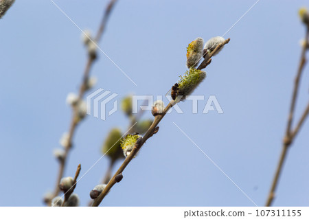 Willow Salix caprea branch with coats, fluffy willow flowers. Easter. Palm Sunday. Goat Willow Salix caprea in park, Willow Salix caprea branches with buds blossoming 107311155