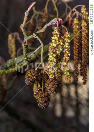 Small branch of black alder Alnus glutinosa with male catkins and female red flowers. Blooming alder in spring beautiful natural background with clear earrings and blurred background Small branch of black alder Alnus glutinosa with male catkins and female red flowers. Blooming alder in spring beautiful natural background with clear earrings and blurred background 107311158
