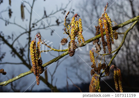 Small branch of black alder Alnus glutinosa with male catkins and female red flowers. Blooming alder in spring beautiful natural background with clear earrings and blurred background 107311159