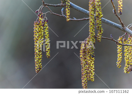 Small branch of black alder Alnus glutinosa with male catkins and female red flowers. Blooming alder in spring beautiful natural background with clear earrings and blurred background 107311162