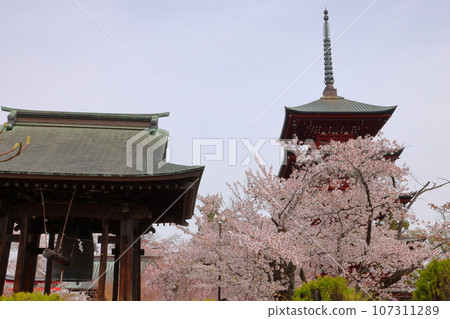 青森縣弘前市土屋町，著名的賞櫻勝地金剛最勝院，周圍環繞著垂枝櫻花的五層寶塔和鐘樓。 107311289