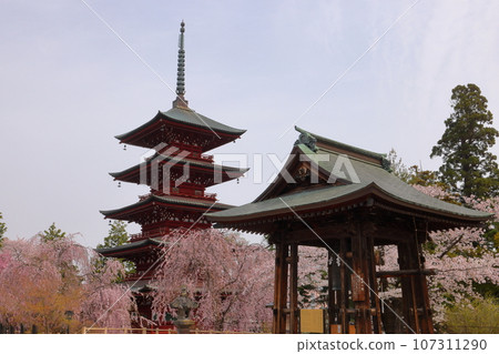 青森縣弘前市土屋町,著名的賞櫻勝地金剛最勝院,周圍環繞著垂枝櫻花的五層寶塔和鐘樓。 青森縣弘前市土屋町,著名的賞櫻勝地金剛最勝院,周圍環繞著垂枝櫻花的五層寶塔和鐘樓。 107311290
