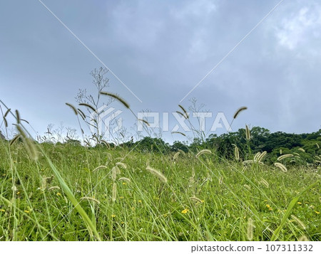 Caterpillar grass Caterpillar grass 107311332