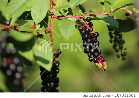 Yamagobo fruit has ripened to a purple color. Yamagobo fruit has ripened to a purple color. 107311501