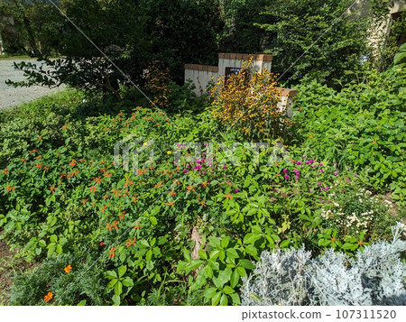 Flowers of white-breasted daisies, scarlet daisies, periwinkles, and rudbeckia takao blooming in the autumn garden 107311520
