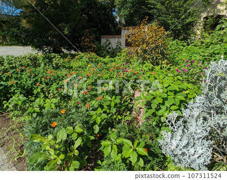 Flowers of white-breasted daisies, scarlet daisies, periwinkles, and rudbeckia takao blooming in the autumn garden 107311524