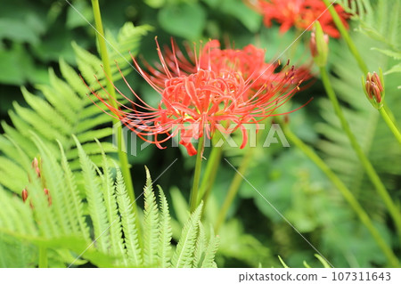 Higanbana blooming bright red on the equinox 107311643