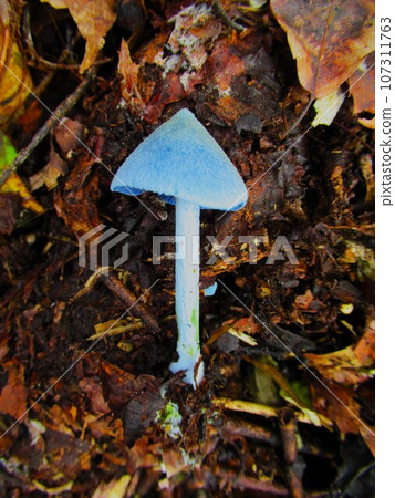 Sorairotake Sorairotake 107311763