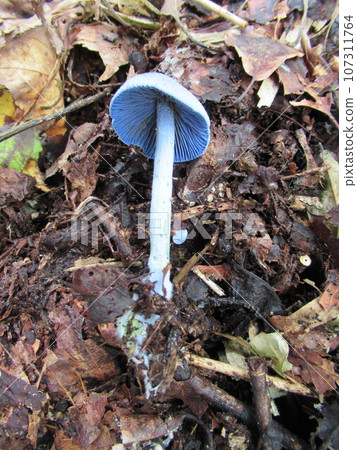 Sorairotake Sorairotake 107311764