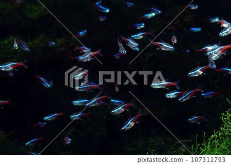 霓虹四水族館 霓虹四水族館 107311793