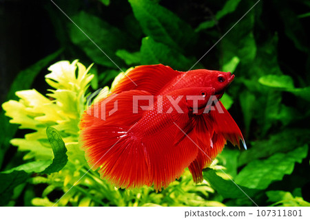 顯示鬥魚紅水族館 顯示鬥魚紅水族館 107311801