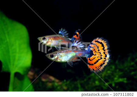 馬賽克孔雀魚水族館 107311802