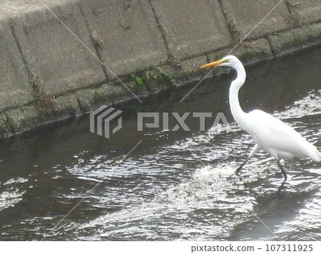 我拍攝了一隻年輕的白鷺鷥在河裡尋找食物的照片。 我拍攝了一隻年輕的白鷺鷥在河裡尋找食物的照片。 107311925