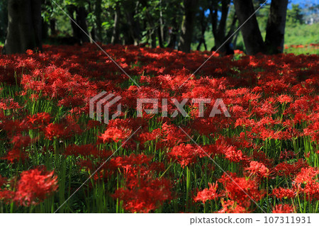 Mandarin saixa 107311931