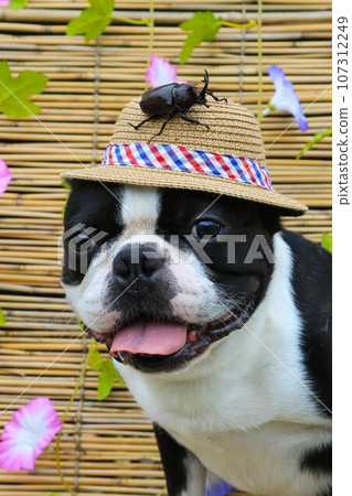 Mighty, a Boston terrier, looks at you with a smile while wearing a beetle on his straw hat ♡ Mighty, a Boston terrier, looks at you with a smile while wearing a beetle on his straw hat ♡ 107312249