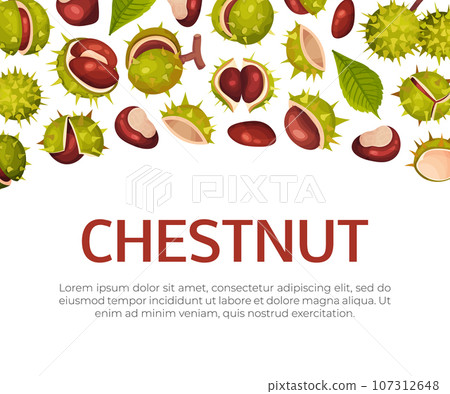 Chestnut Plant Banner Design with Brown Fruit in Green Spiky Husk Vector Template Chestnut Plant Banner Design with Brown Fruit in Green Spiky Husk Vector Template 107312648