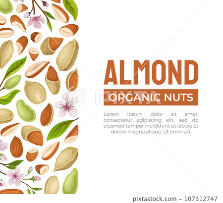 Almond Nut Banner Design with Kernel in Shell Vector Template Almond Nut Banner Design with Kernel in Shell Vector Template 107312747