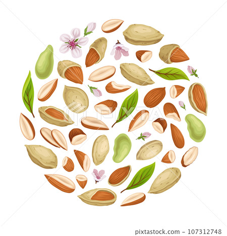 Almond Nut Kernel in Shell Round Composition Vector Template Almond Nut Kernel in Shell Round Composition Vector Template 107312748