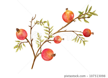 Watercolor painting of Vintage Pomegranate. 107313098