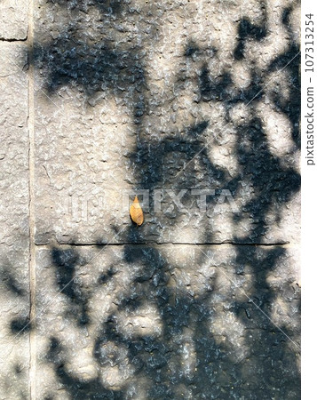 Cobblestone pavement with sunlight filtering through the trees Cobblestone pavement with sunlight filtering through the trees 107313254