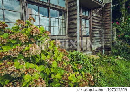 枯萎的繡球花和舊建築 枯萎的繡球花和舊建築 107313259