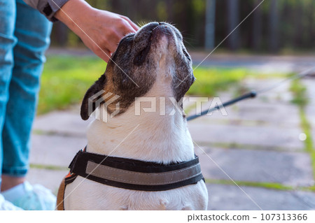 a woman's hand strokes a French bulldog. The owner gently caresses his dog a woman's hand strokes a French bulldog. The owner gently caresses his dog 107313366