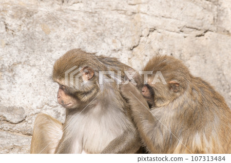 Tobu Zoological Park Friendly Monkey 107313484