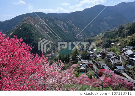 Niyodogawa-cho Teramura District Spring Ranman（高知縣） 107313711