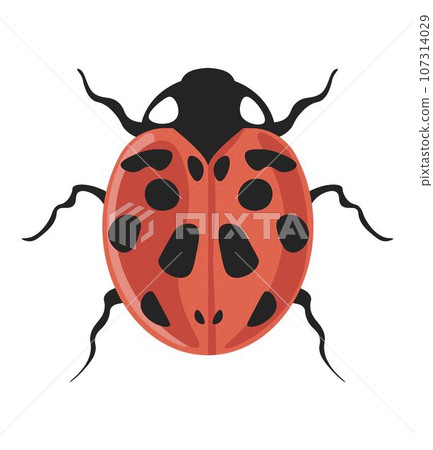 Bug coccinella septempunctata seven-spot ladybird 107314029