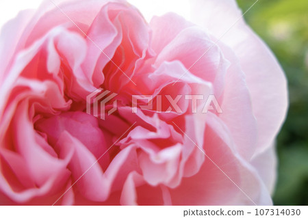 pink rose zoom up pink rose zoom up 107314030