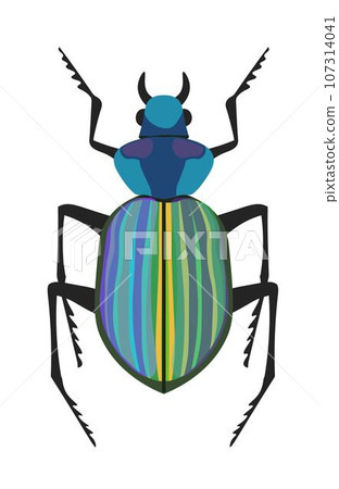 Bug Calosoma caterpillar hunter or searcher beetle Bug Calosoma caterpillar hunter or searcher beetle 107314041