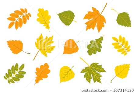 Set of autumn colorful leaves. Maple, birch leaves. Rowan and walnut leaves. Oak leaves. In the set on a white background 107314150