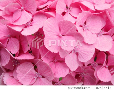 Hydrangea Hydrangea Flowers, Buds and Sepals Hydrangea Hydrangea Hydrangea Flowers, Buds and Sepals Hydrangea 107314312