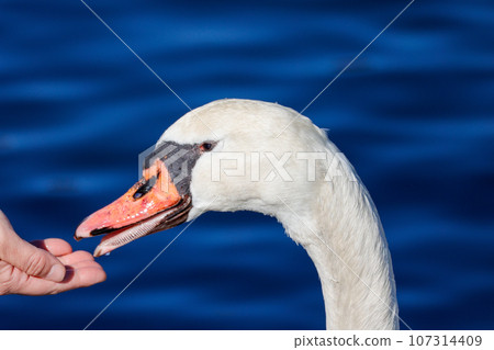 Swan receiving food from hand Swan receiving food from hand 107314409