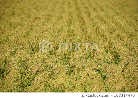 Rice field near rice harvest Rice field near rice harvest 107314476