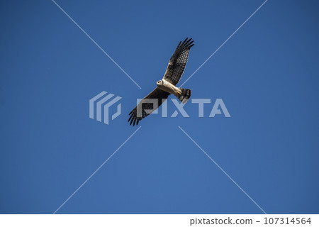 Long winged Harrier in flight, La Pampa province, Patagonia , Argentina 107314564