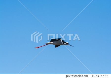 Southern Stilt, Himantopus melanurus in flight, La Pampa Province, Patagonia, Argentina 107314566